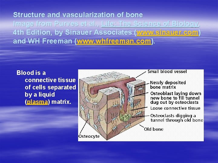Structure and vascularization of bone Image from Purves et al. , Life: The Science