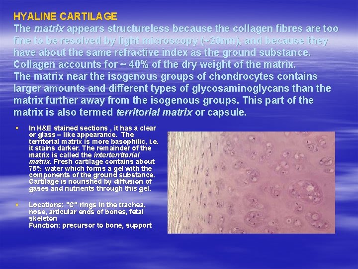 HYALINE CARTILAGE The matrix appears structureless because the collagen fibres are too fine to