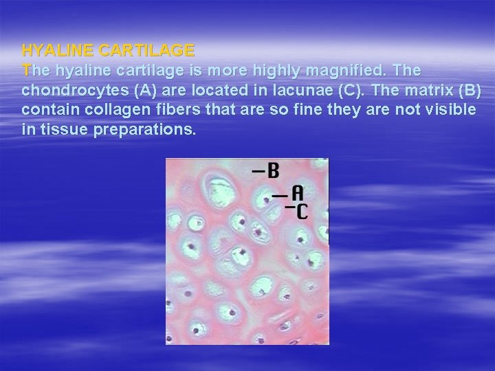 HYALINE CARTILAGE The hyaline cartilage is more highly magnified. The chondrocytes (A) are located
