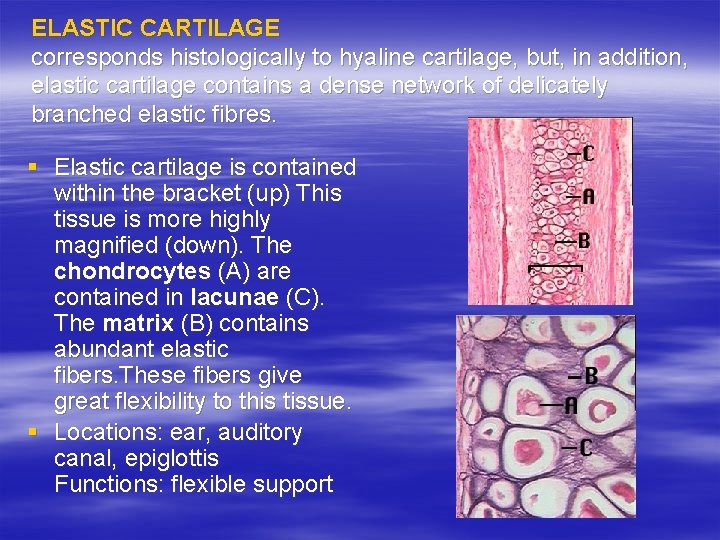 ELASTIC CARTILAGE corresponds histologically to hyaline cartilage, but, in addition, elastic cartilage contains a