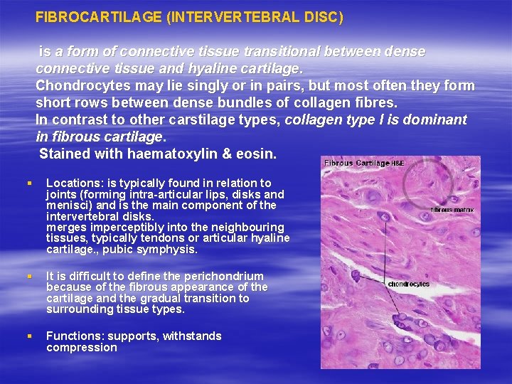 FIBROCARTILAGE (INTERVERTEBRAL DISC) is a form of connective tissue transitional between dense connective tissue
