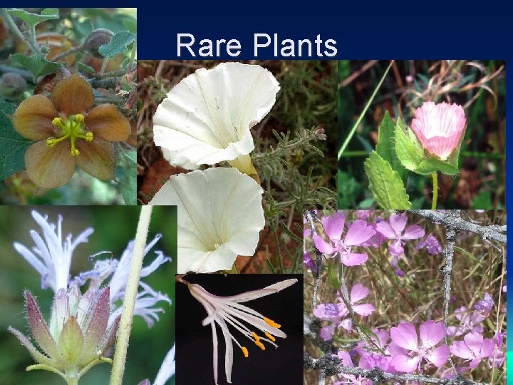 Rare Plants 