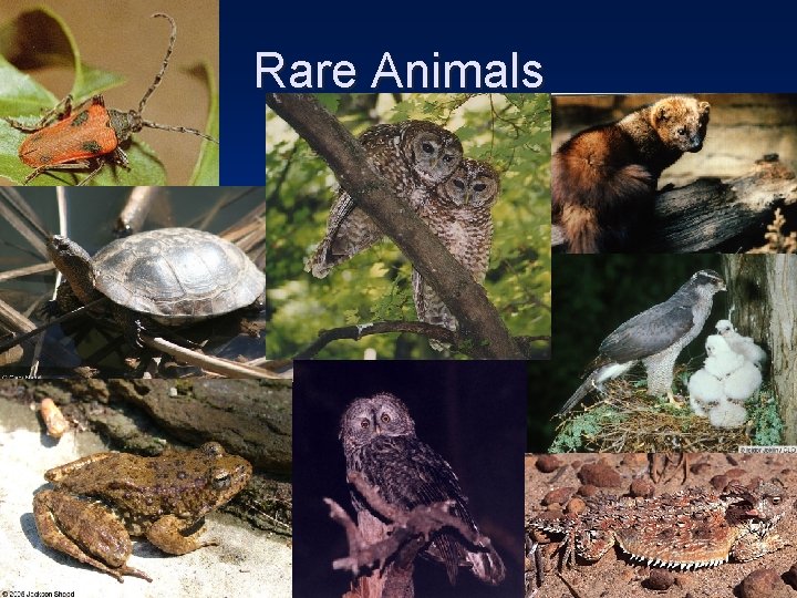 Rare Animals 