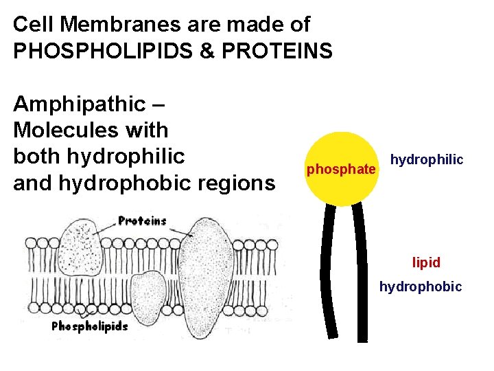 Cell Membranes are made of PHOSPHOLIPIDS & PROTEINS Amphipathic – Molecules with both hydrophilic