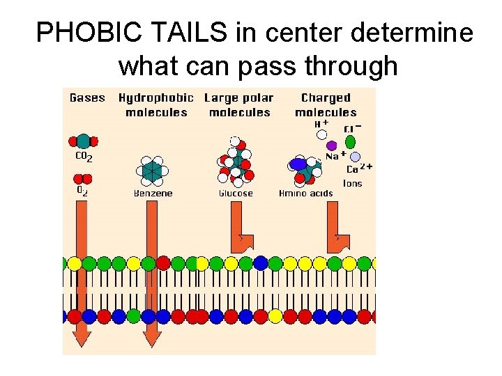 PHOBIC TAILS in center determine what can pass through 