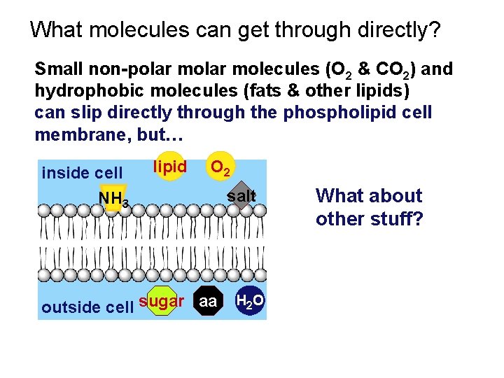 What molecules can get through directly? Small non-polar molecules (O 2 & CO 2)