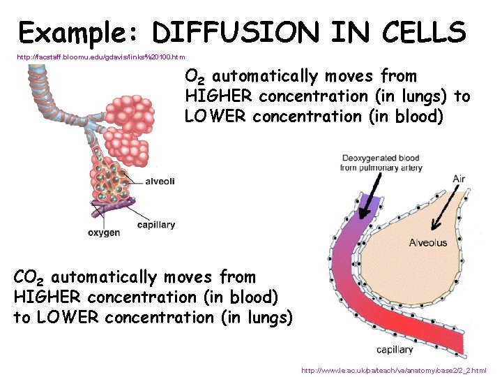 Example: DIFFUSION IN CELLS http: //facstaff. bloomu. edu/gdavis/links%20100. htm O 2 automatically moves from