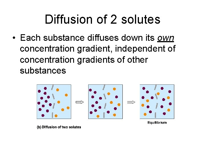 Diffusion of 2 solutes • Each substance diffuses down its own concentration gradient, independent