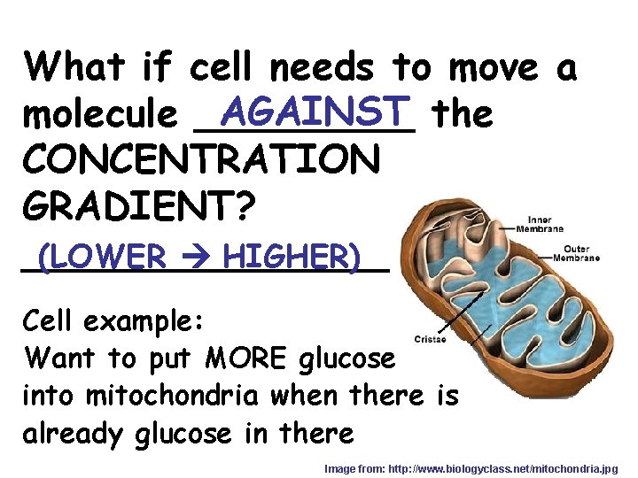 What if cell needs to move a AGAINST the molecule _____ CONCENTRATION GRADIENT? ________