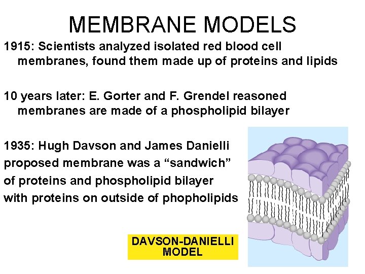 MEMBRANE MODELS 1915: Scientists analyzed isolated red blood cell membranes, found them made up