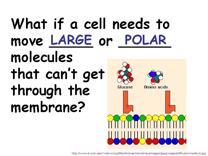 What if a cell needs to LARGE or ______ POLAR move _____ molecules that