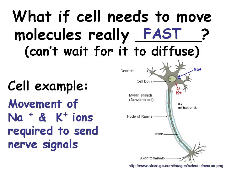 What if cell needs to move FAST molecules really _______? (can’t wait for it