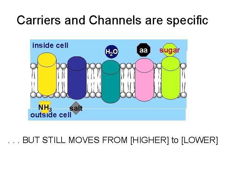 Carriers and Channels are specific inside cell H 2 O aa sugar NH 3