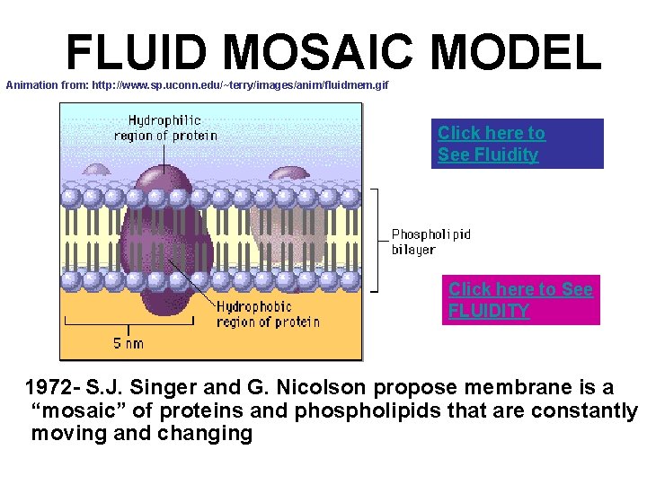 FLUID MOSAIC MODEL Animation from: http: //www. sp. uconn. edu/~terry/images/anim/fluidmem. gif Click here to