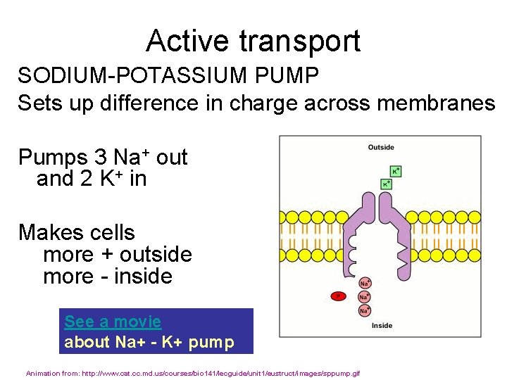 Active transport SODIUM-POTASSIUM PUMP Sets up difference in charge across membranes Pumps 3 Na+