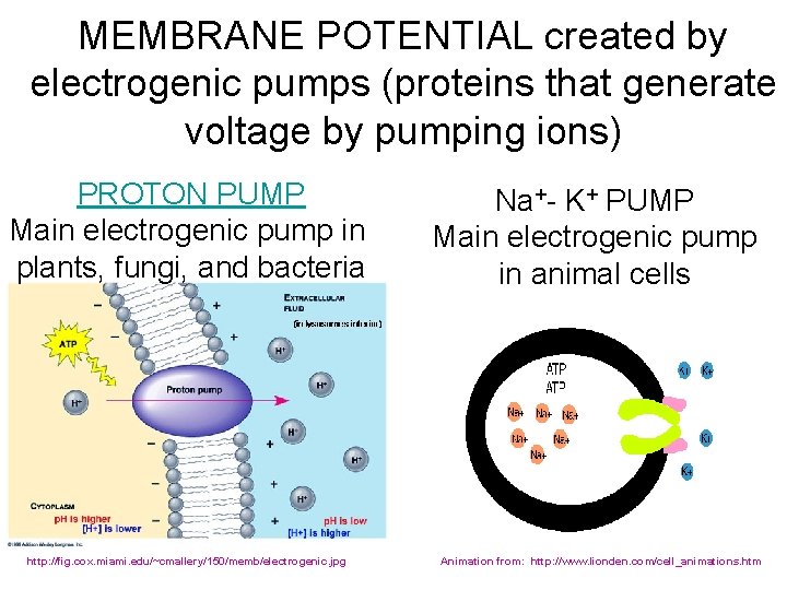 MEMBRANE POTENTIAL created by electrogenic pumps (proteins that generate voltage by pumping ions) PROTON
