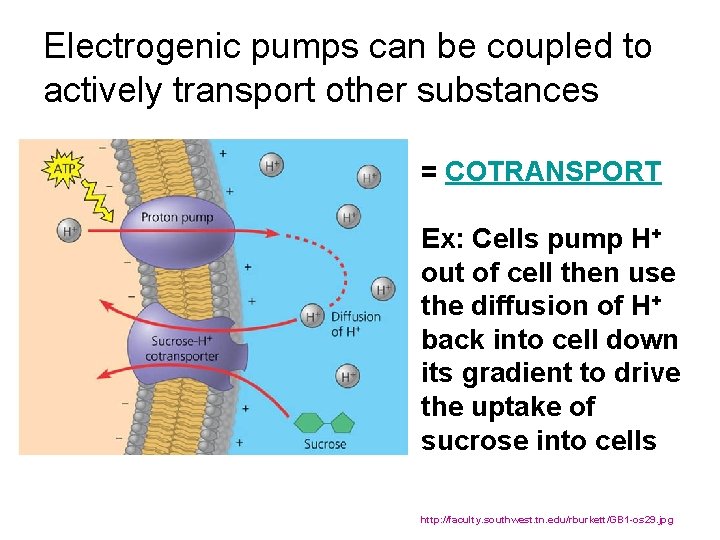 Electrogenic pumps can be coupled to actively transport other substances = COTRANSPORT Ex: Cells