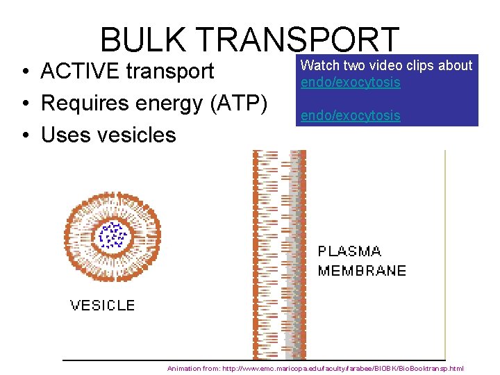 BULK TRANSPORT • ACTIVE transport • Requires energy (ATP) • Uses vesicles Watch two