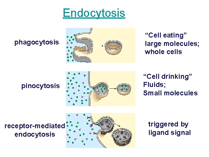 Endocytosis phagocytosis pinocytosis receptor-mediated endocytosis “Cell eating” large molecules; whole cells “Cell drinking” Fluids;