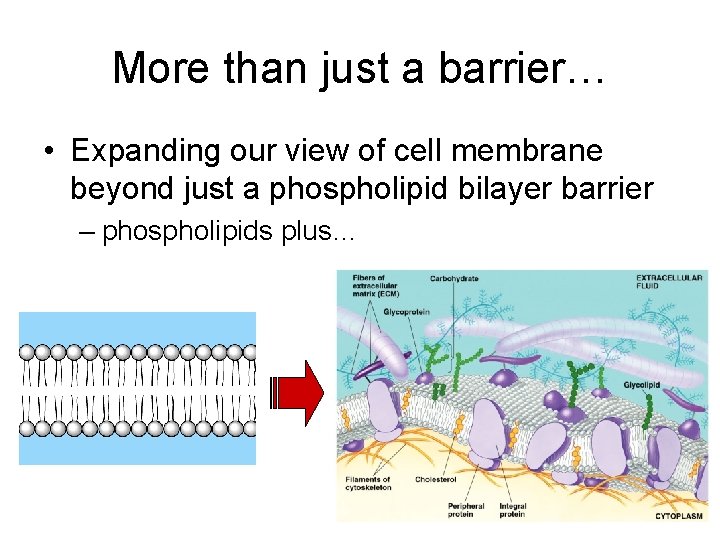 More than just a barrier… • Expanding our view of cell membrane beyond just