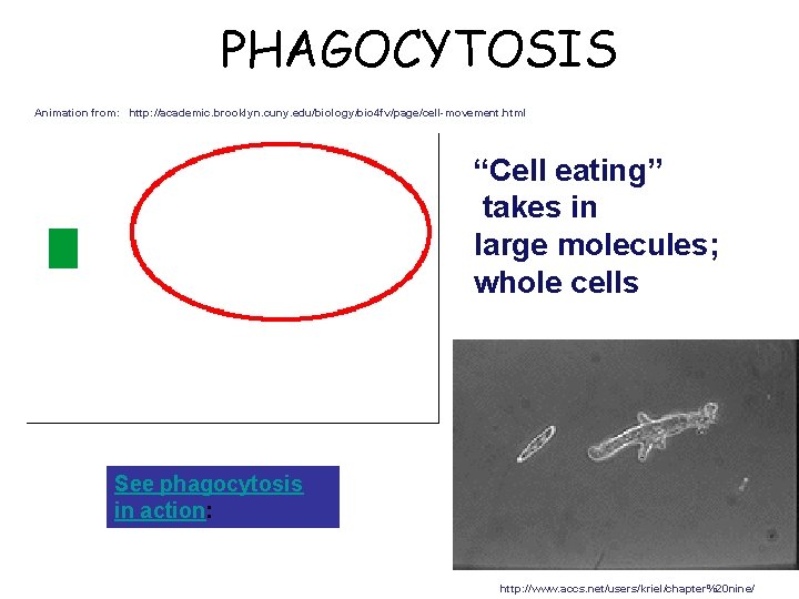 PHAGOCYTOSIS Animation from: http: //academic. brooklyn. cuny. edu/biology/bio 4 fv/page/cell-movement. html “Cell eating” takes
