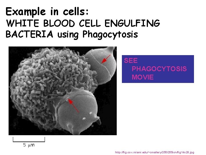 Example in cells: WHITE BLOOD CELL ENGULFING BACTERIA using Phagocytosis SEE PHAGOCYTOSIS MOVIE http:
