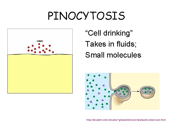 PINOCYTOSIS “Cell drinking” Takes in fluids; Small molecules http: //student. ccbcmd. edu/~gkaiser/biotutorials/eustruct/pinocyt. html 