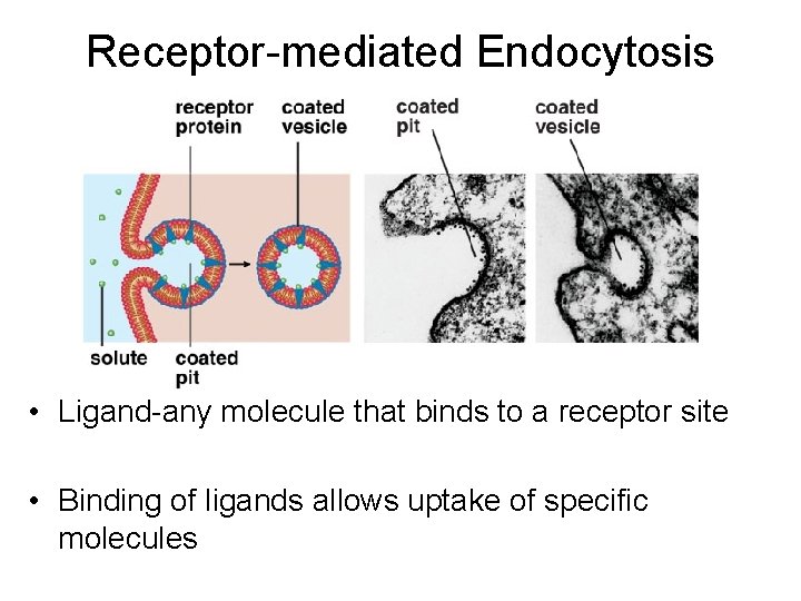 Receptor-mediated Endocytosis • Ligand-any molecule that binds to a receptor site • Binding of