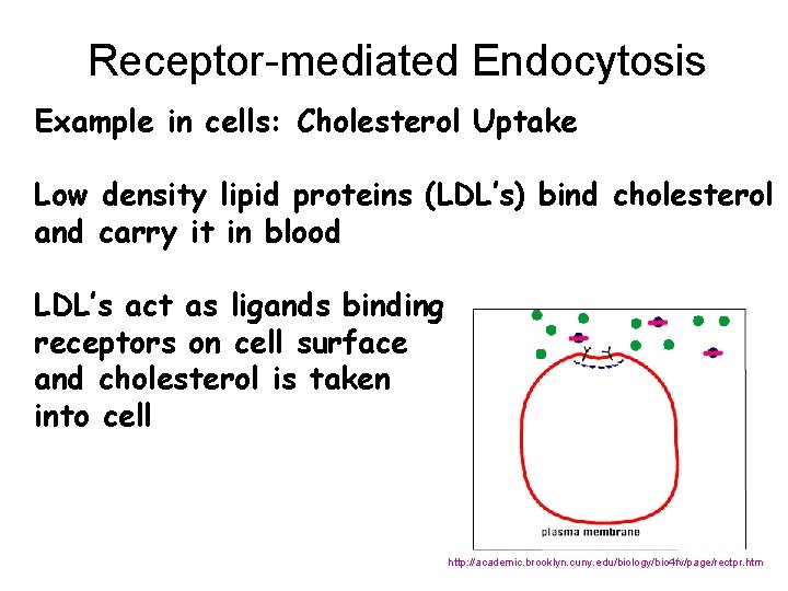 Receptor-mediated Endocytosis Example in cells: Cholesterol Uptake Low density lipid proteins (LDL’s) bind cholesterol