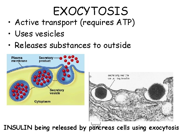 EXOCYTOSIS • Active transport (requires ATP) • Uses vesicles • Releases substances to outside