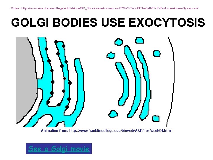 Video: http: //www. southtexascollege. edu/tdehne/BC_Shockwave. Animations/07 SWF-Tour. Of. The. Cell/07 -16 -Endomembrane. System. swf