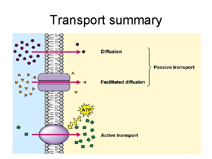 Transport summary 