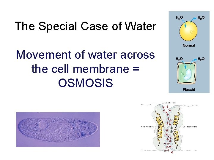 The Special Case of Water Movement of water across the cell membrane = OSMOSIS