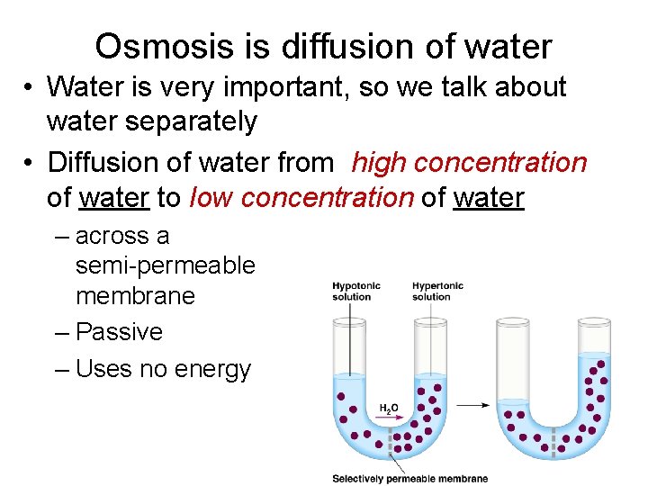 Osmosis is diffusion of water • Water is very important, so we talk about