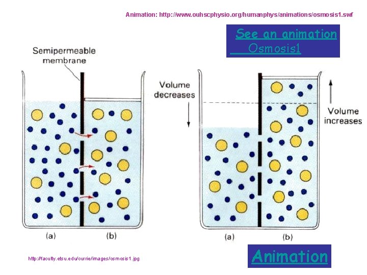 Animation: http: //www. ouhscphysio. org/humanphys/animations/osmosis 1. swf See an animation Osmosis 1 http: //faculty.