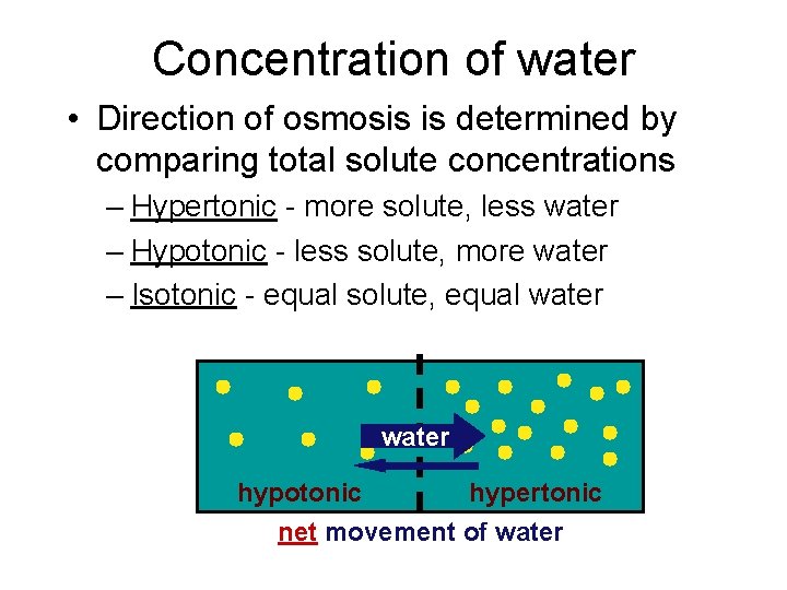 Concentration of water • Direction of osmosis is determined by comparing total solute concentrations