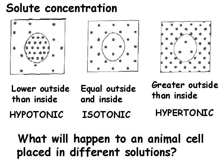 Solute concentration Lower outside than inside Equal outside and inside Greater outside than inside