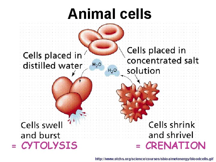 Animal cells = CYTOLYSIS = CRENATION http: //www. stchs. org/science/courses/sbioa/metenergy/bloodcells. gif 