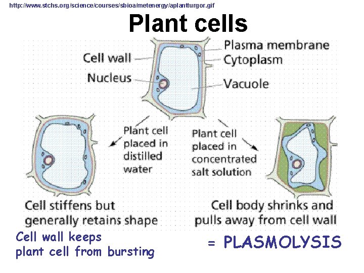 http: //www. stchs. org/science/courses/sbioa/metenergy/aplantturgor. gif Plant cells Cell wall keeps plant cell from bursting