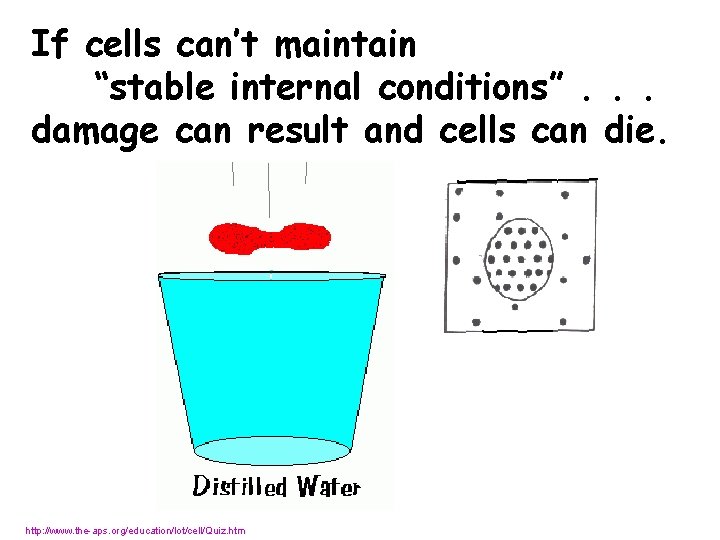 If cells can’t maintain “stable internal conditions”. . . damage can result and cells