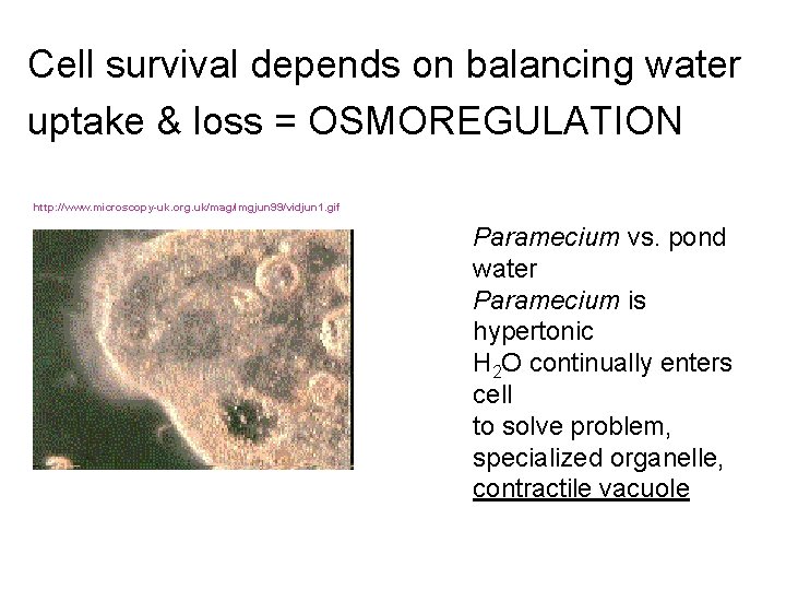 Cell survival depends on balancing water uptake & loss = OSMOREGULATION http: //www. microscopy-uk.