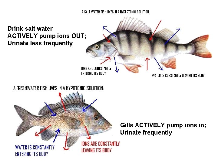 Drink salt water ACTIVELY pump ions OUT; Urinate less frequently Gills ACTIVELY pump ions