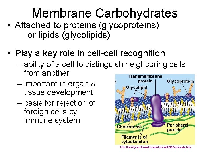 Membrane Carbohydrates • Attached to proteins (glycoproteins) or lipids (glycolipids) • Play a key