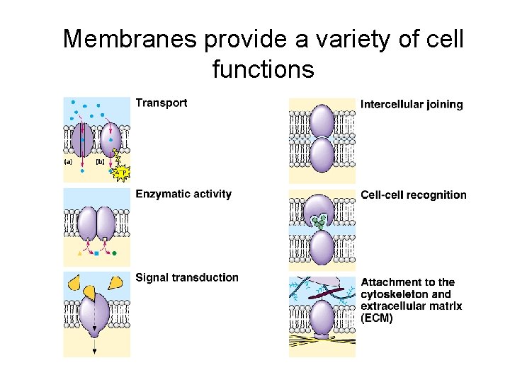 Membranes provide a variety of cell functions 