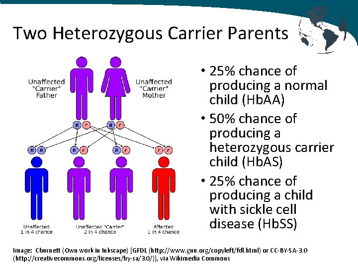 Two Heterozygous Carrier Parents • 25% chance of producing a normal child (Hb. AA)