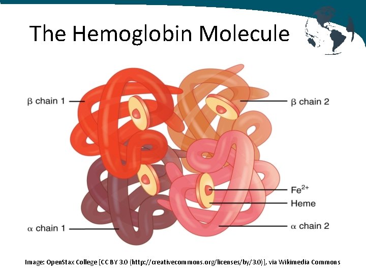 The Hemoglobin Molecule Image: Open. Stax College [CC BY 3. 0 (http: //creativecommons. org/licenses/by/3.