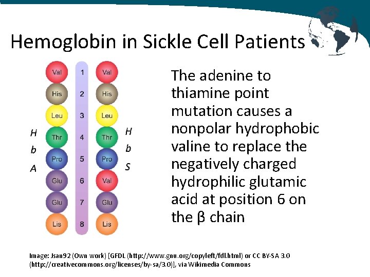 Hemoglobin in Sickle Cell Patients The adenine to thiamine point mutation causes a nonpolar