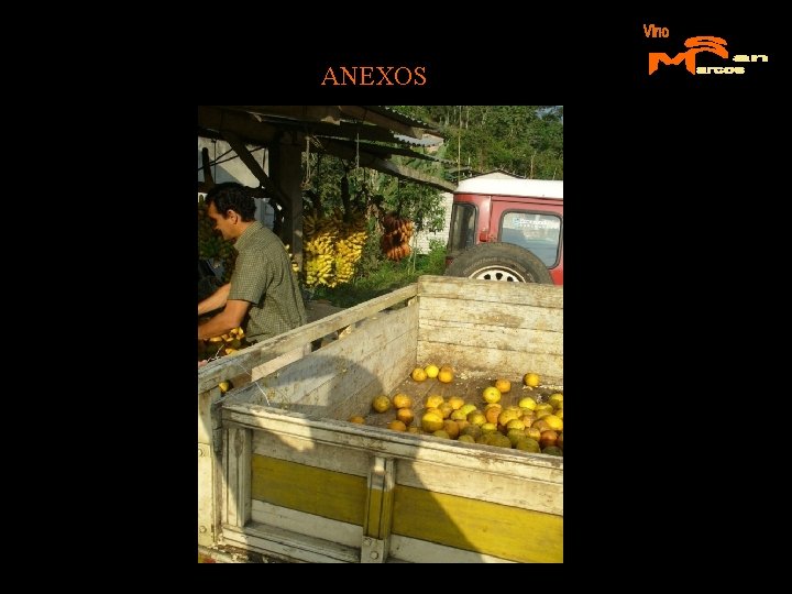 ANEXOS 