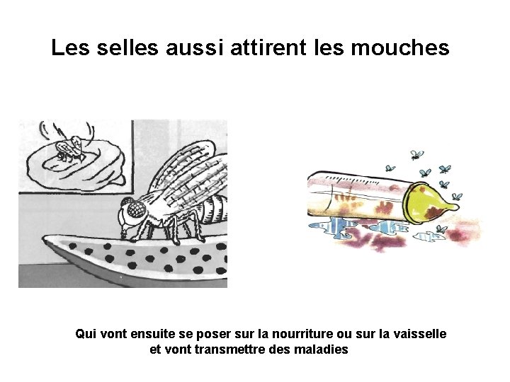 Les selles aussi attirent les mouches Qui vont ensuite se poser sur la nourriture