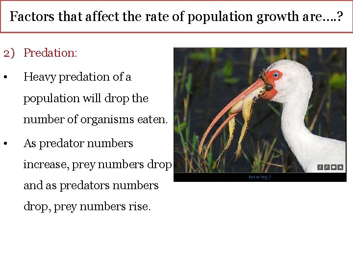 Factors that affect the rate of population growth are…. ? 2) Predation: • Heavy